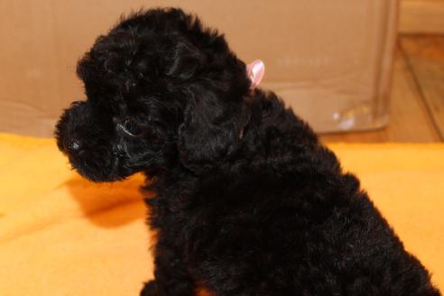 成約済の愛知県のトイプードル-34346の5枚目