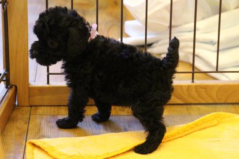 成約済の愛知県のトイプードル-34346の3枚目