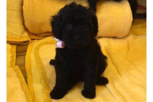 成約済の愛知県のトイプードル-34346の2枚目