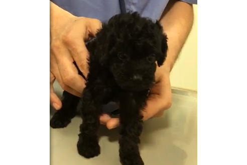 成約済の愛知県のトイプードル-34346の1枚目