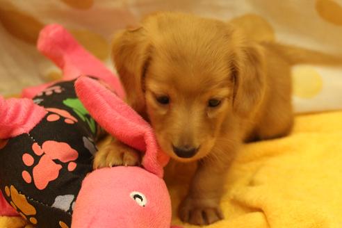 成約済の愛知県のカニンヘンダックスフンド(ロングヘアード)-34421の1枚目