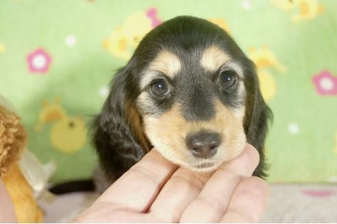 成約済の兵庫県のミニチュアダックスフンド-34594の4枚目