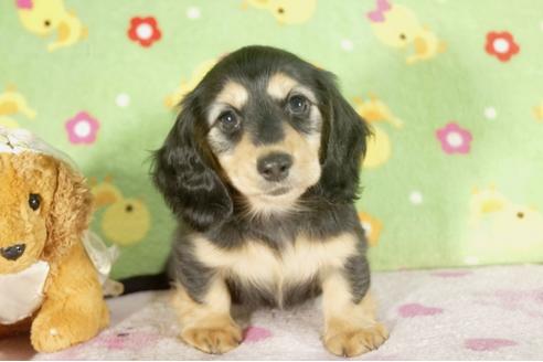 成約済の兵庫県のミニチュアダックスフンド-34594の1枚目