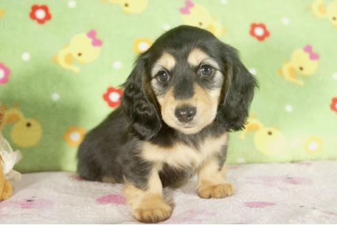 成約済の兵庫県のミニチュアダックスフンド-34594の2枚目