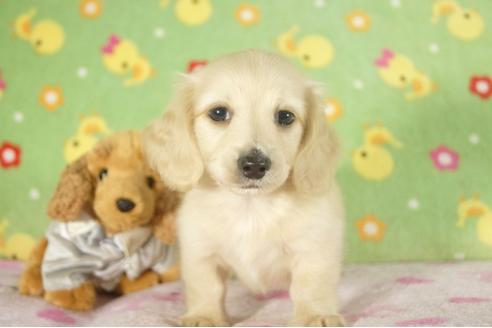 成約済の兵庫県のミニチュアダックスフンド-34590の3枚目