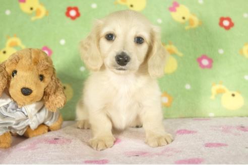 成約済の兵庫県のミニチュアダックスフンド-34590の4枚目