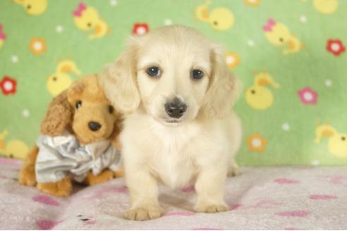 成約済の兵庫県のミニチュアダックスフンド-34590の2枚目