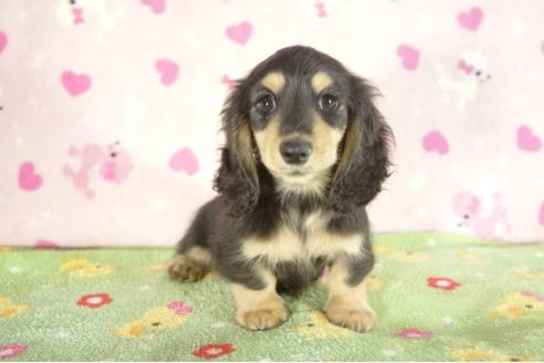 成約済の兵庫県のミニチュアダックスフンド-34481の4枚目