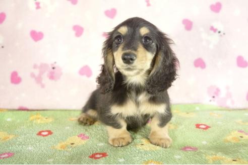 成約済の兵庫県のミニチュアダックスフンド-34481の1枚目