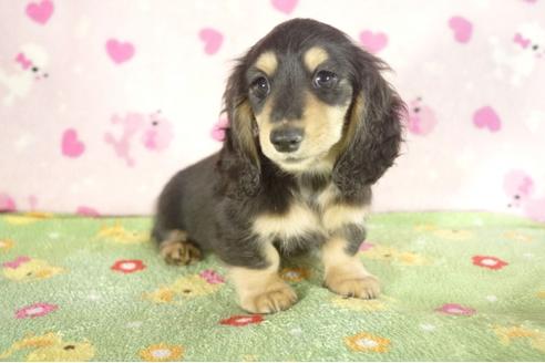 成約済の兵庫県のミニチュアダックスフンド-34481の2枚目