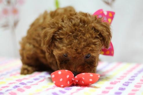 成約済の福岡県のトイプードル-33620の3枚目