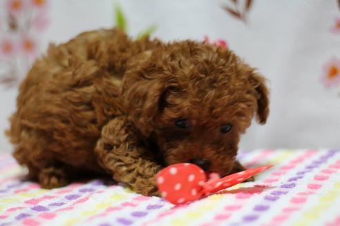 成約済の福岡県のトイプードル-33620の2枚目