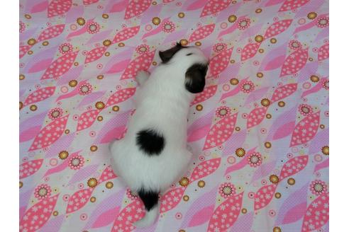 成約済の千葉県のパピヨン-35367の1枚目