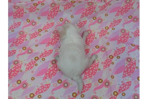成約済の千葉県のチワワ-35369の1枚目