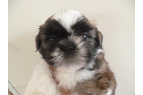 成約済の福岡県のシーズー-35372の4枚目