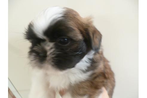 成約済の福岡県のシーズー-35372の5枚目