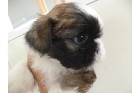 成約済の福岡県のシーズー-35372の1枚目