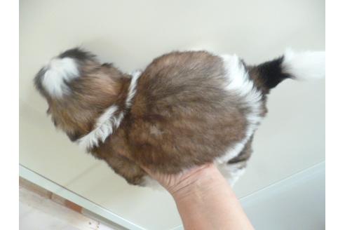 成約済の福岡県のシーズー-35372の2枚目