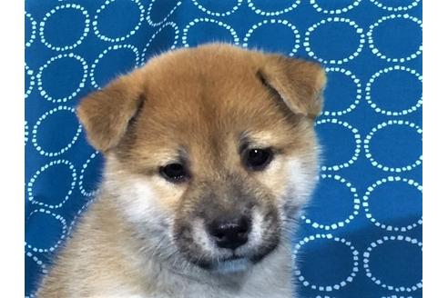 成約済の愛知県の柴犬-35385の3枚目