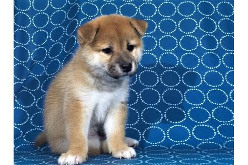 成約済の愛知県の柴犬-35385の1枚目