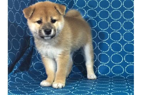 成約済の愛知県の柴犬-35385の2枚目