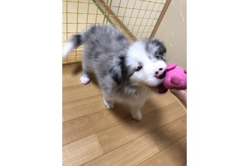 成約済の東京都のボーダーコリー-35407の2枚目