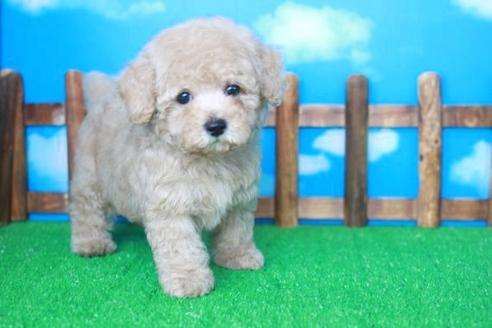 成約済の滋賀県のトイプードル-35420の2枚目