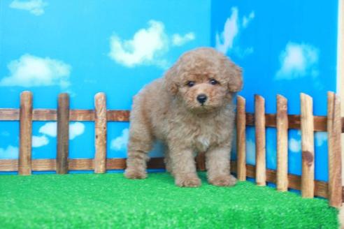 成約済の滋賀県のトイプードル-35421の2枚目