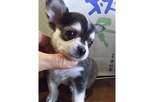成約済の千葉県のチワワ(ロングコート)-35433の2枚目