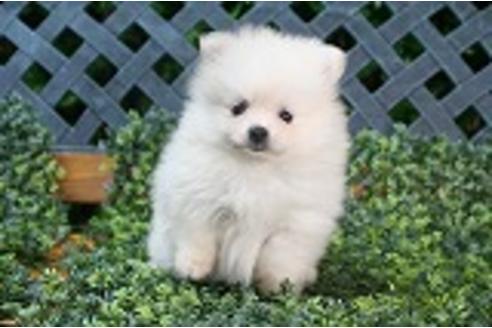 成約済の京都府のポメラニアン-34972の5枚目