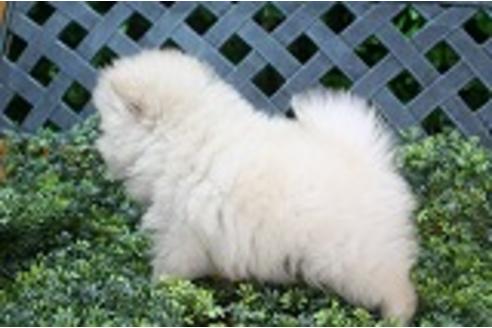 成約済の京都府のポメラニアン-34972の4枚目