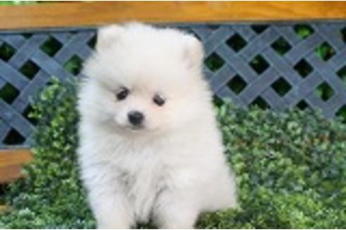 成約済の京都府のポメラニアン-34972の2枚目