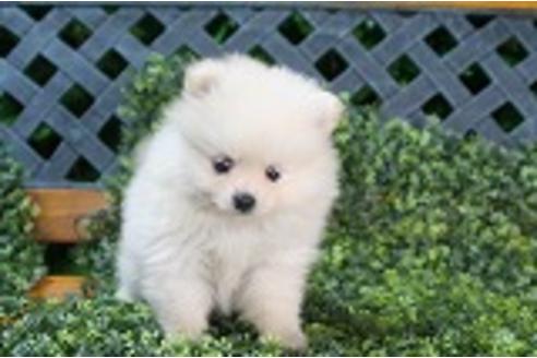 成約済の京都府のポメラニアン-34972の1枚目