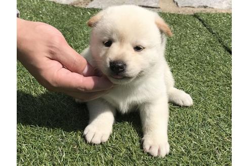 成約済の長崎県の柴犬-35729の3枚目