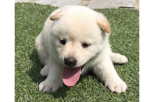 成約済の長崎県の柴犬-35729の4枚目
