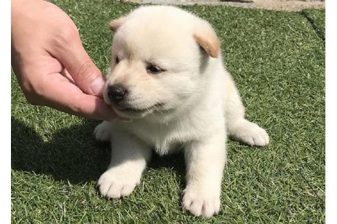 成約済の長崎県の柴犬-35729の5枚目
