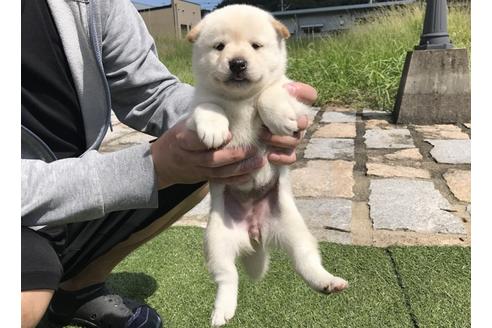 成約済の長崎県の柴犬-35729の2枚目