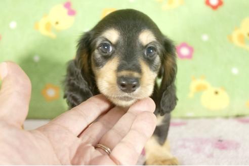 成約済の兵庫県のミニチュアダックスフンド-34595の3枚目