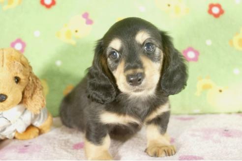 成約済の兵庫県のミニチュアダックスフンド-34595の4枚目