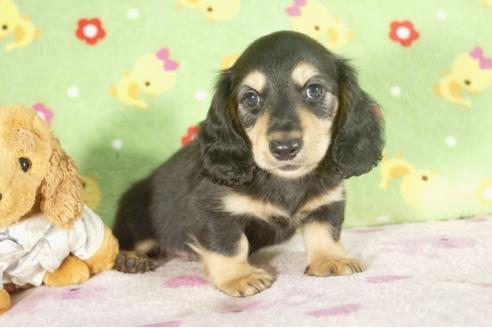 成約済の兵庫県のミニチュアダックスフンド-34595の1枚目