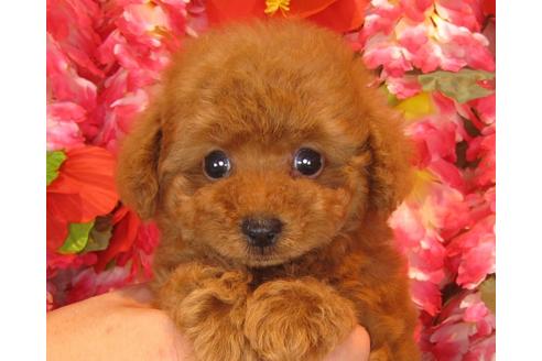 成約済の茨城県のトイプードル-35757の4枚目