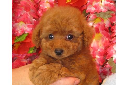 成約済の茨城県のトイプードル-35757の5枚目