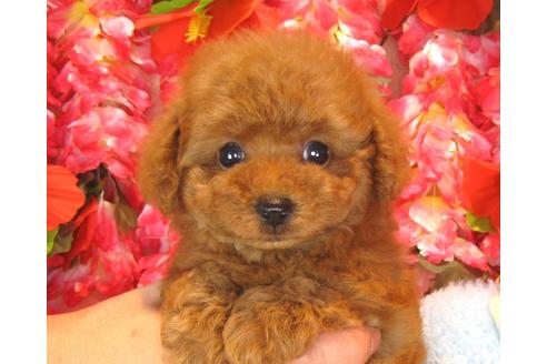 成約済の茨城県のトイプードル-35757の1枚目