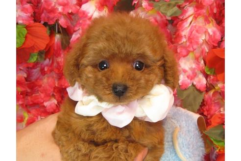 成約済の茨城県のトイプードル-35757の2枚目