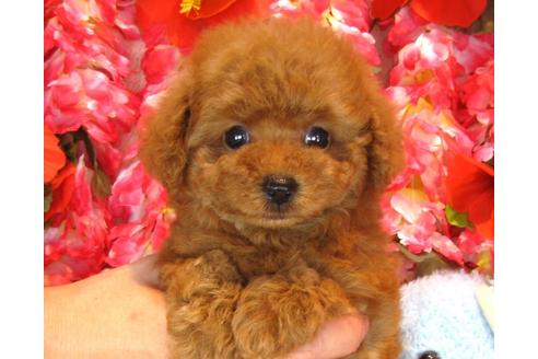 成約済の茨城県のトイプードル-35757の3枚目