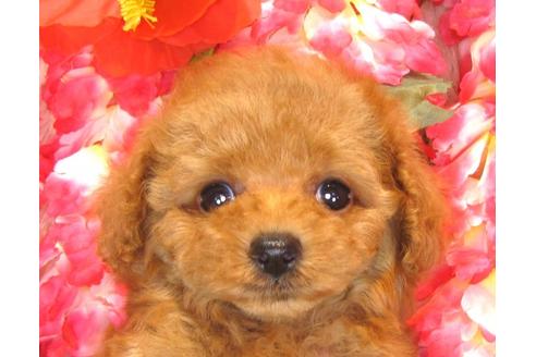 成約済の茨城県のトイプードル-35758の5枚目