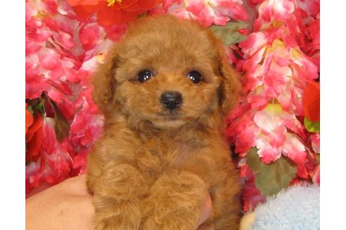 成約済の茨城県のトイプードル-35758の1枚目