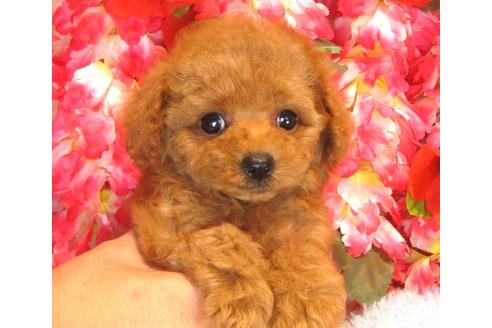 成約済の茨城県のトイプードル-35758の2枚目