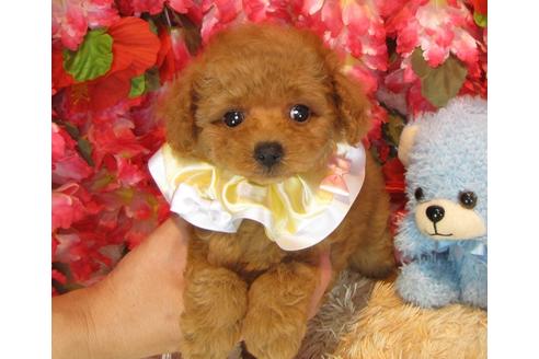 成約済の茨城県のトイプードル-35758の3枚目