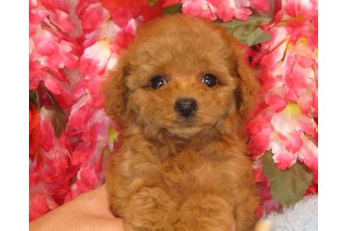 成約済の茨城県のトイプードル-35758の4枚目